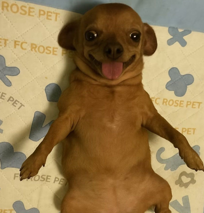 ROSE PET ET FC ROSE P E PET FOSE PE PET FC ROSE PET PET