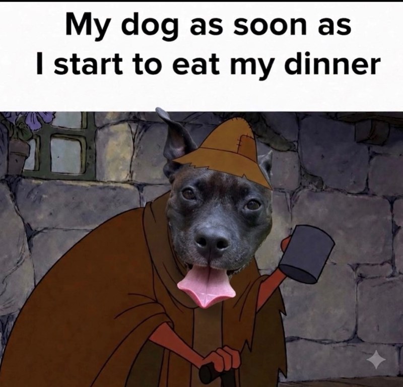 My dog as soon as I start to eat my dinner