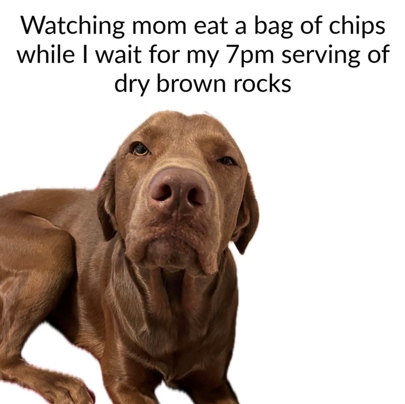 Watching mom eat a bag of chips while I wait for my 7pm serving of dry brown rocks