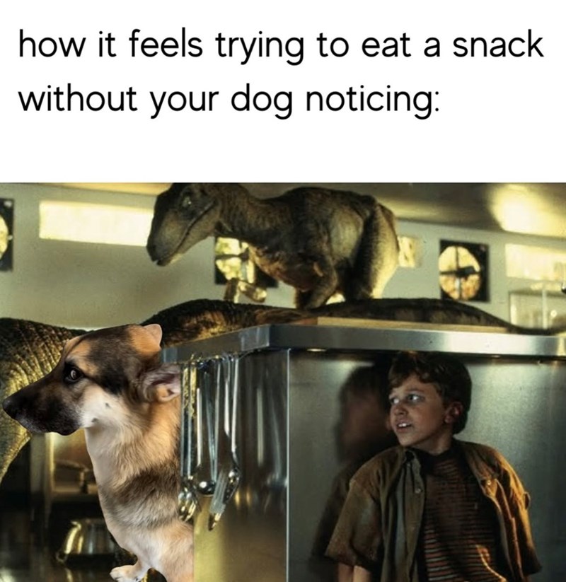how it feels trying to eat a snack without your dog noticing: