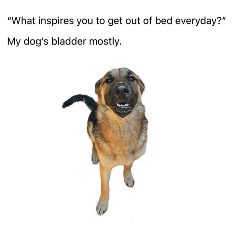 "What inspires you to get out of bed everyday?" My dog's bladder mostly.