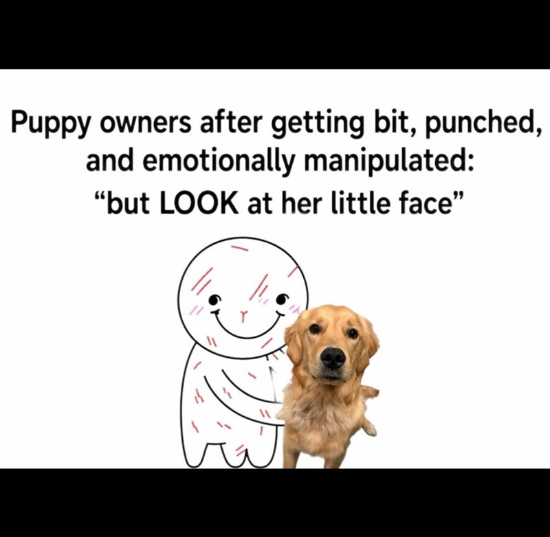Puppy owners after getting bit, punched, and emotionally manipulated: "but LOOK at her little face"