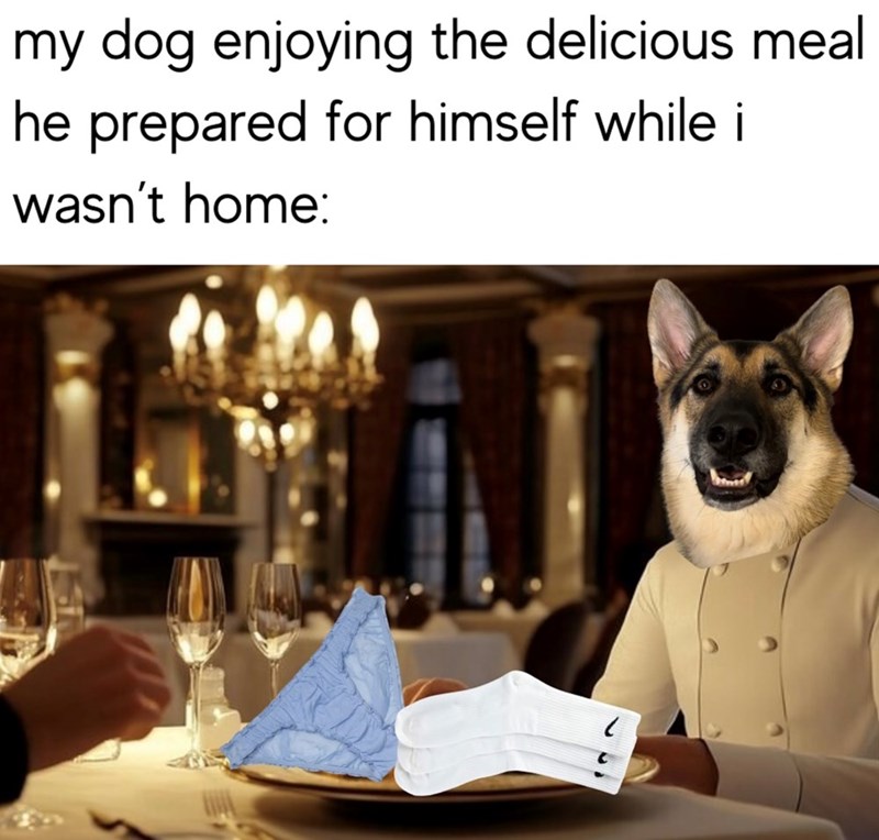 my dog enjoying the delicious meal he prepared for himself while i wasn't home: C