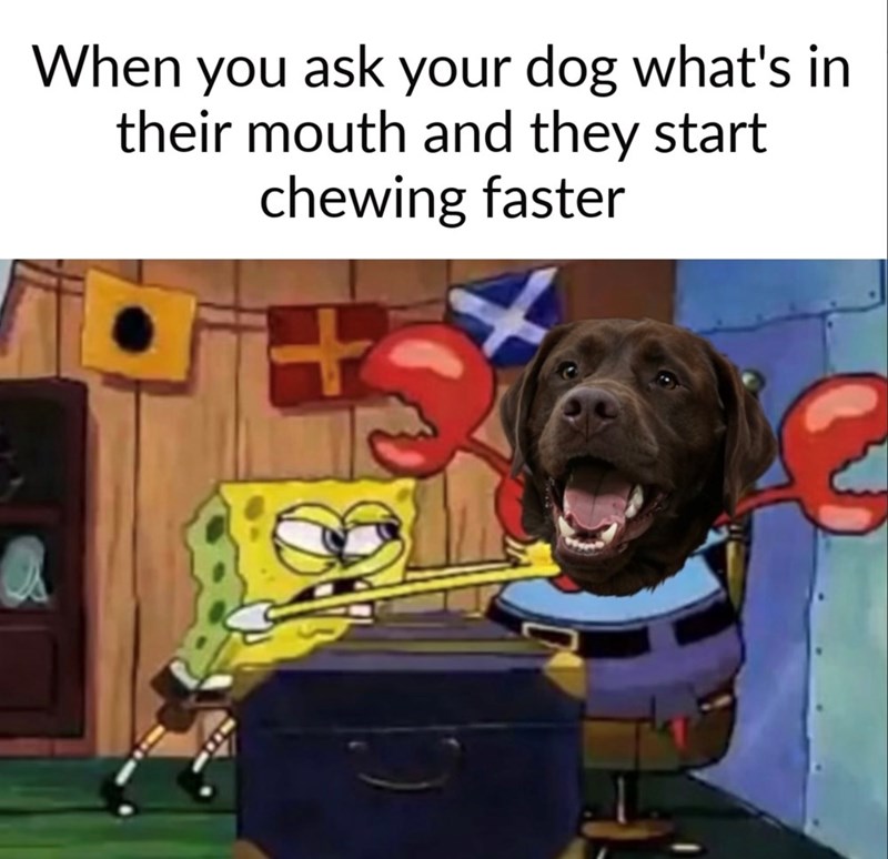 When you ask your dog what's in their mouth and they start chewing faster