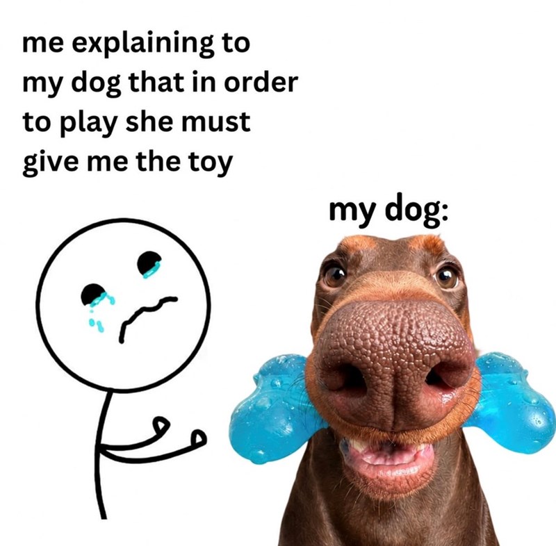 me explaining to my dog that in order to play she must give me the toy my dog: