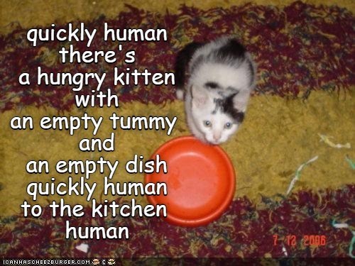 quickly human there's a hungry kitten with an empty tummy and an empty dish quickly human to the kitchen human ICANHASCHEEZBURGER.COM 1-12 2006