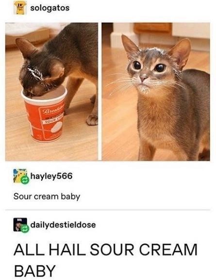 sologatos Break TOUR C hayley566 Sour cream baby dailydestieldose ALL HAIL SOUR CREAM BABY