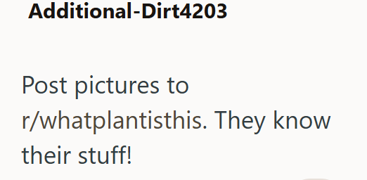 Additional-Dirt4203 Post pictures to r/whatplantisthis. They know their stuff!
