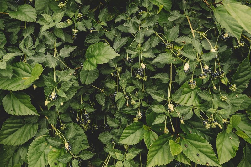 Blackberry plants spread through a garden like the berry bushes the husband hopes to grow after carefully germinating and planting his new seeds.