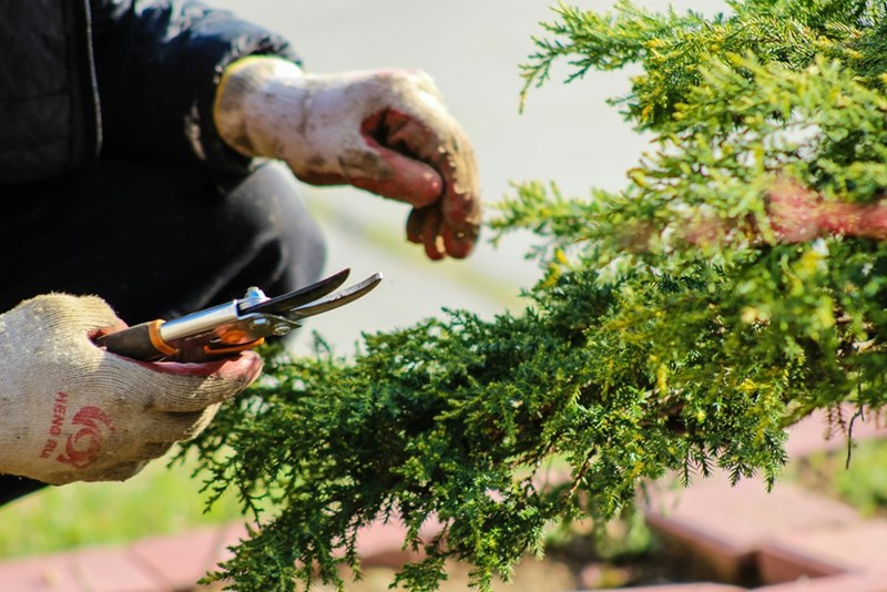 A gardener trims a tree as a wife becomes increasingly convinced that the plants her husband has been carefully tending are actually invasive trees.