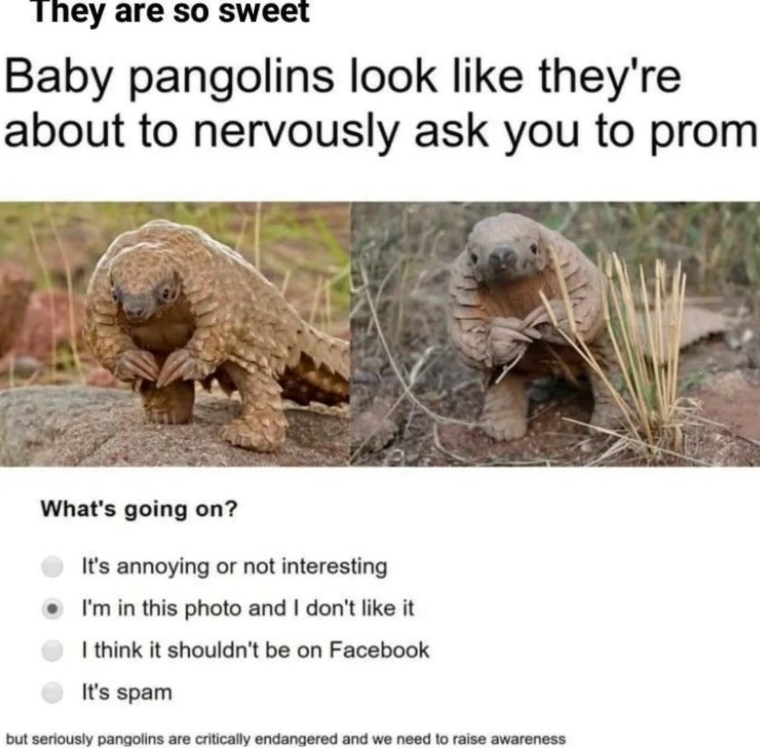 They are so sweet Baby pangolins look like they're about to nervously ask you to prom What's going on? It's annoying or not interesting I'm in this photo and I don't like it I think it shouldn't be on Facebook It's spam but seriously pangolins are critically endangered and we need to raise awareness