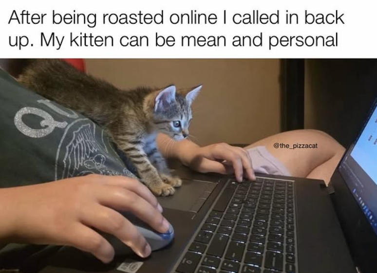 After being roasted online I called in back up. My kitten can be mean and personal Q 10 @the_pizzacat