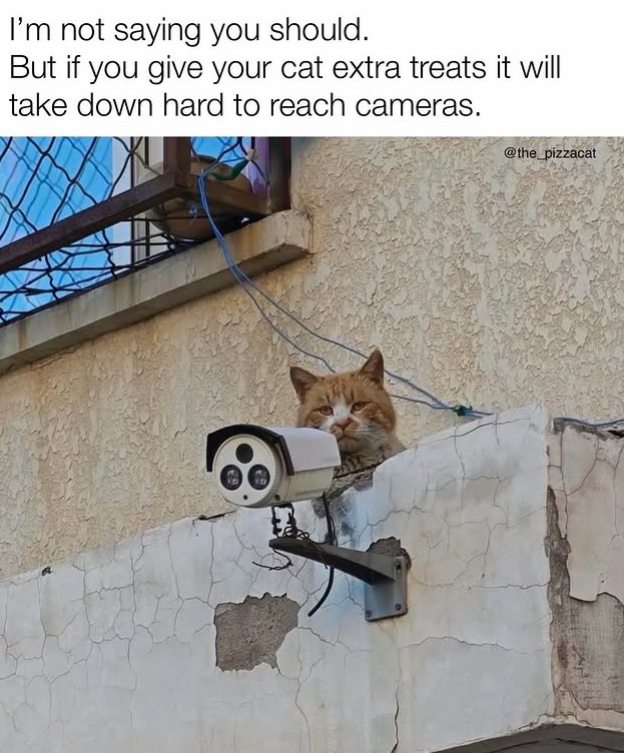 I'm not saying you should. But if you give your cat extra treats it will take down hard to reach cameras. @the_pizzacat