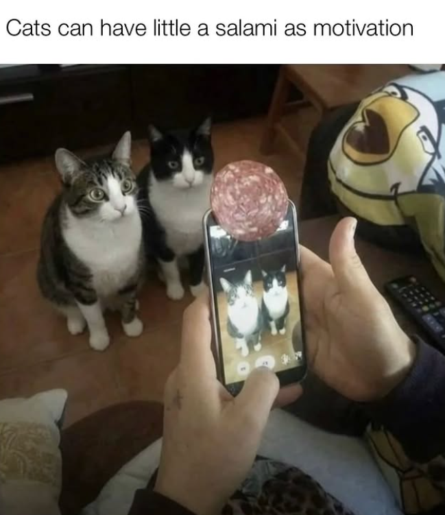 Cats can have little a salami as motivation