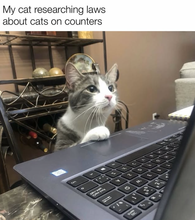 My cat researching laws about cats on counters 100 MALIYISK 1 0 2 Q w Th C M 3 C H مد