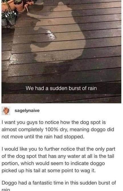 We had a sudden burst of rain sagelynaive I want you guys to notice how the dog spot is almost completely 100% dry, meaning doggo did not move until the rain had stopped. I would like you to further notice that the only part of the dog spot that has any water at all is the tail portion, which would seem to indicate doggo picked up his tail at some point to wag it. Doggo had a fantastic time in this sudden burst of rain