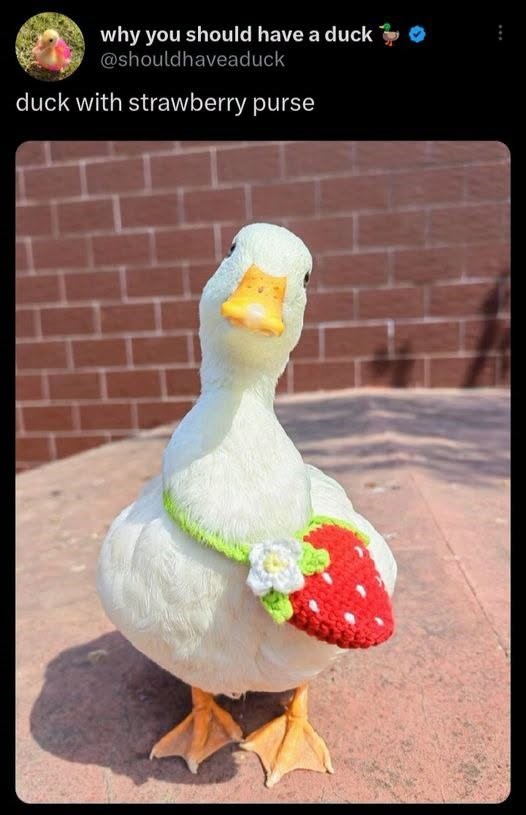 why you should have a duck 0 @shouldhaveaduck duck with strawberry purse