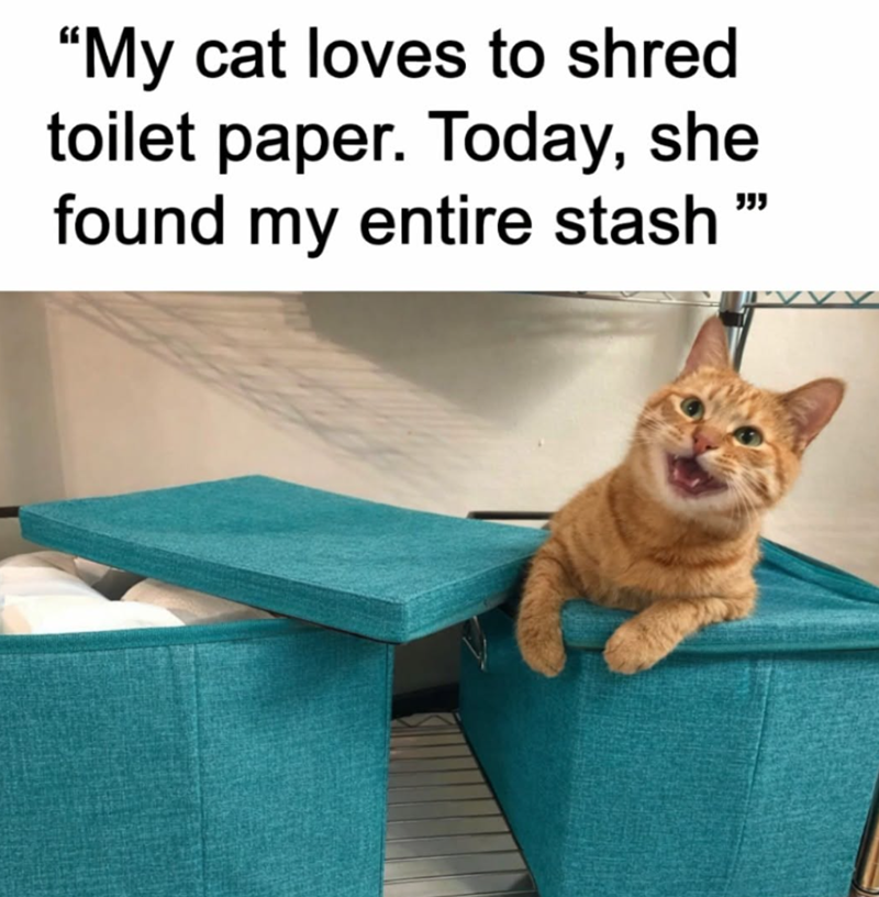 "My cat loves to shred toilet paper. Today, she found my entire stash "
