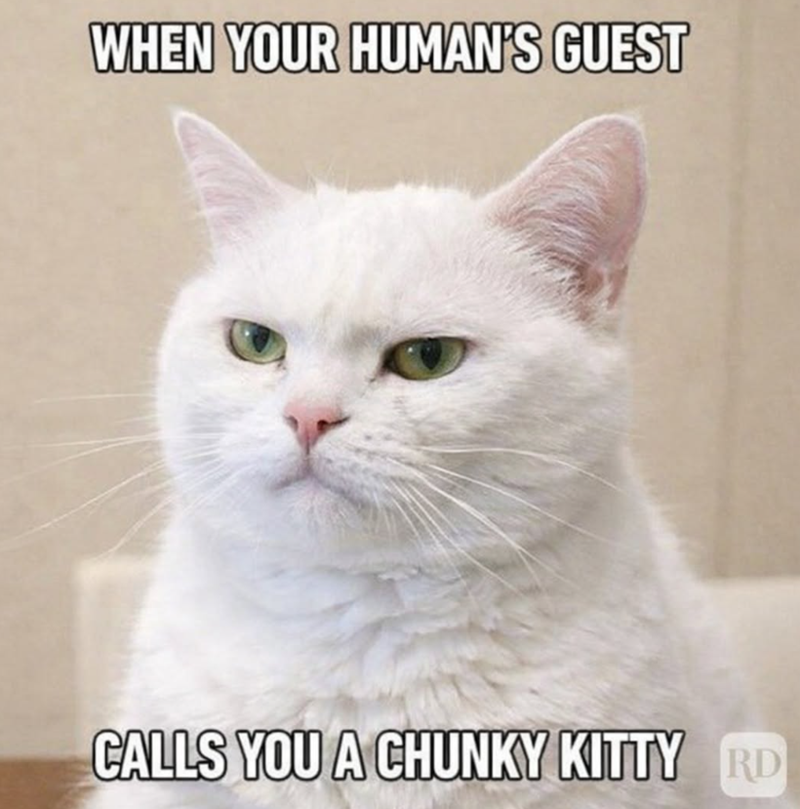 WHEN YOUR HUMAN'S GUEST CALLS YOU A CHUNKY KITTY RD