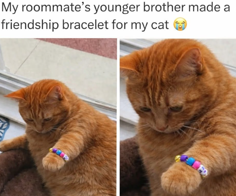 My roommate's younger brother made a friendship bracelet for my cat