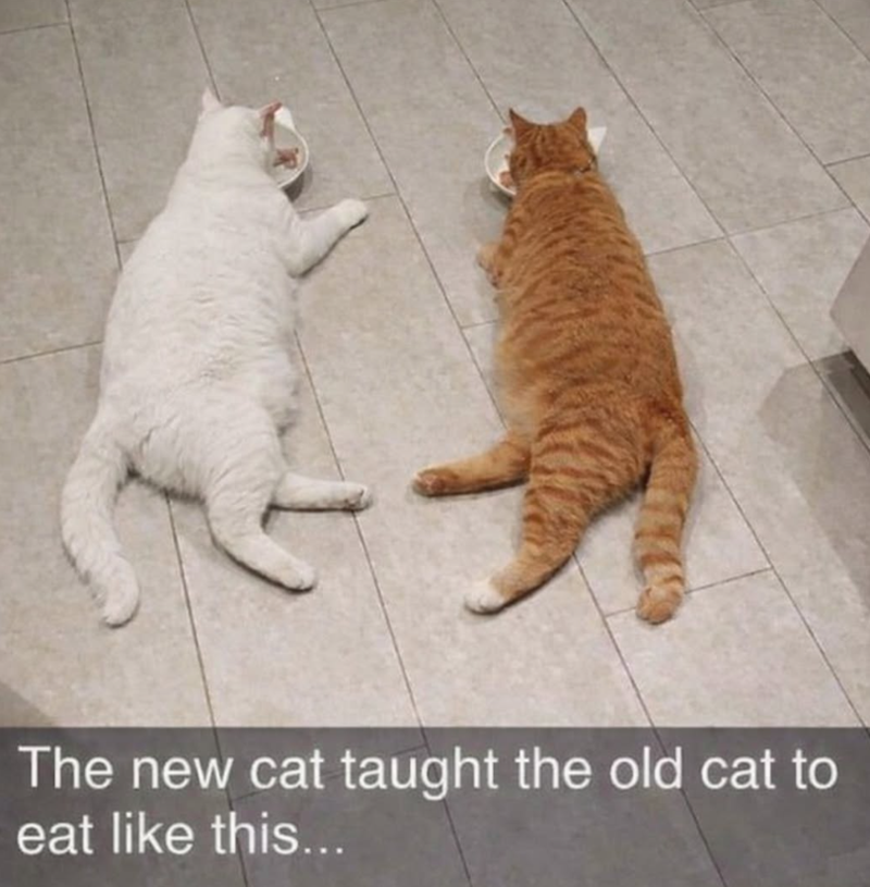 The new cat taught the old cat to eat like this...
