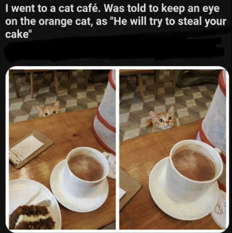 I went to a cat café. Was told to keep an eye on the orange cat, as "He will try to steal your cake"