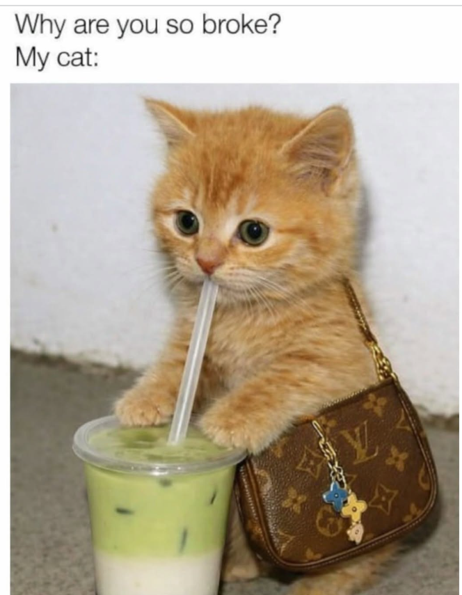 Why are you so broke? My cat: Y