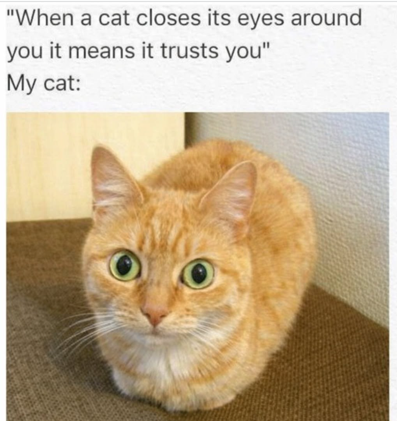 "When a cat closes its eyes around you it means it trusts you" My cat: