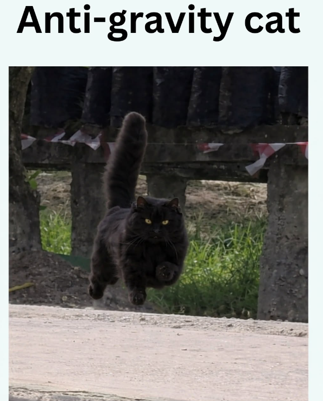 Anti-gravity cat