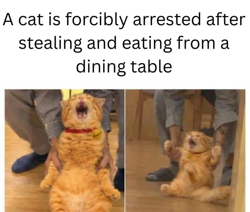 A cat is forcibly arrested after stealing and eating from a dining table