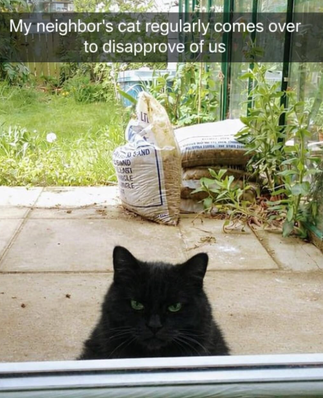 My neighbor's cat regularly comes over to disapprove of us VD SAND SAND EAST CLE RE