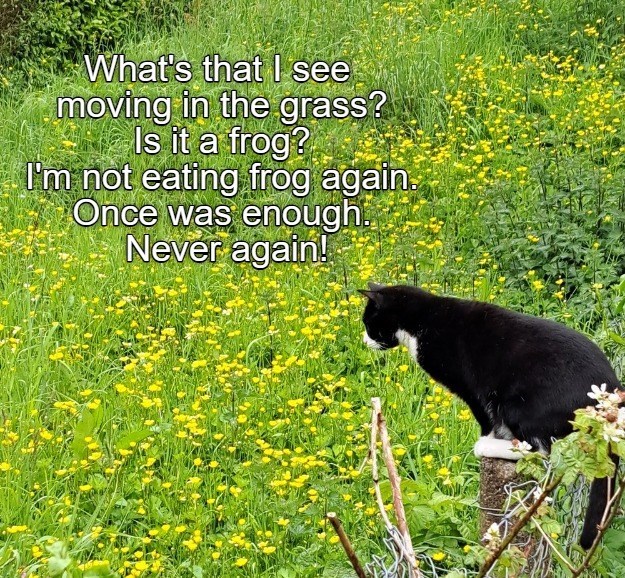 What's that I see moving in the grass? Is it a frog? I'm not eating frog again. Once was enough. Never again!