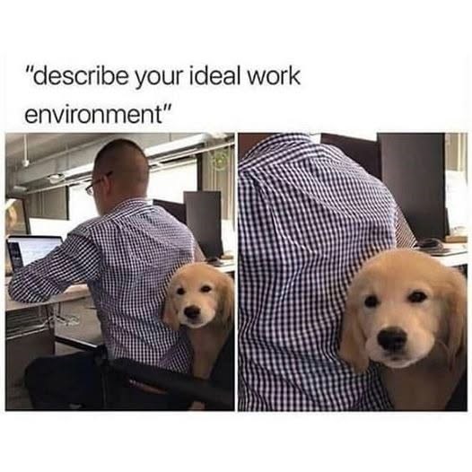 "describe your ideal work environment"