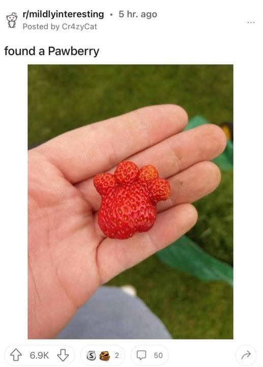 r/mildlyinteresting ⚫5 hr. ago Posted by Cr4zyCat found a Pawberry 6.9K 2 50
