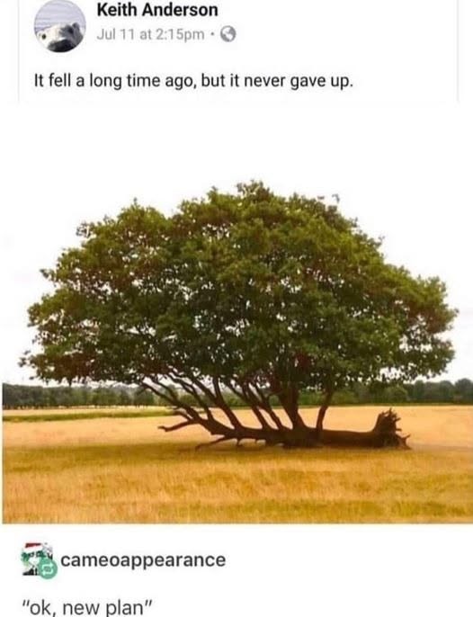 Keith Anderson Jul 11 at 2:15pm 0 It fell a long time ago, but it never gave up. cameoappearance "ok, new plan"