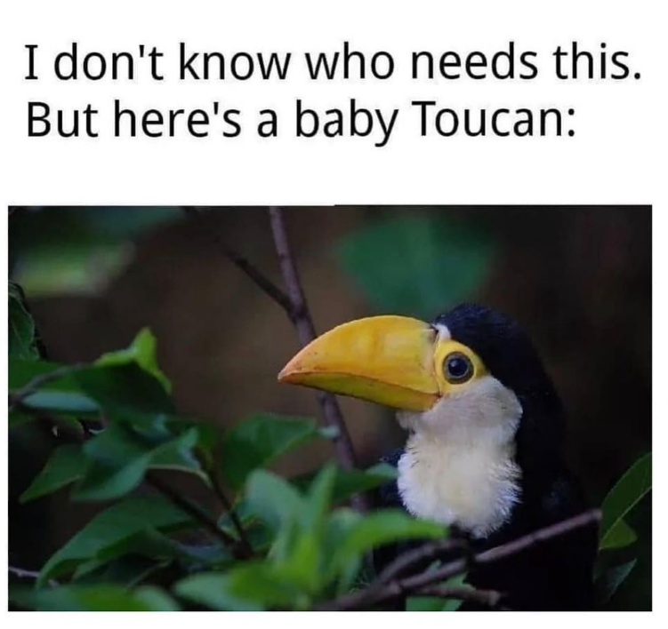 I don't know who needs this. But here's a baby Toucan: