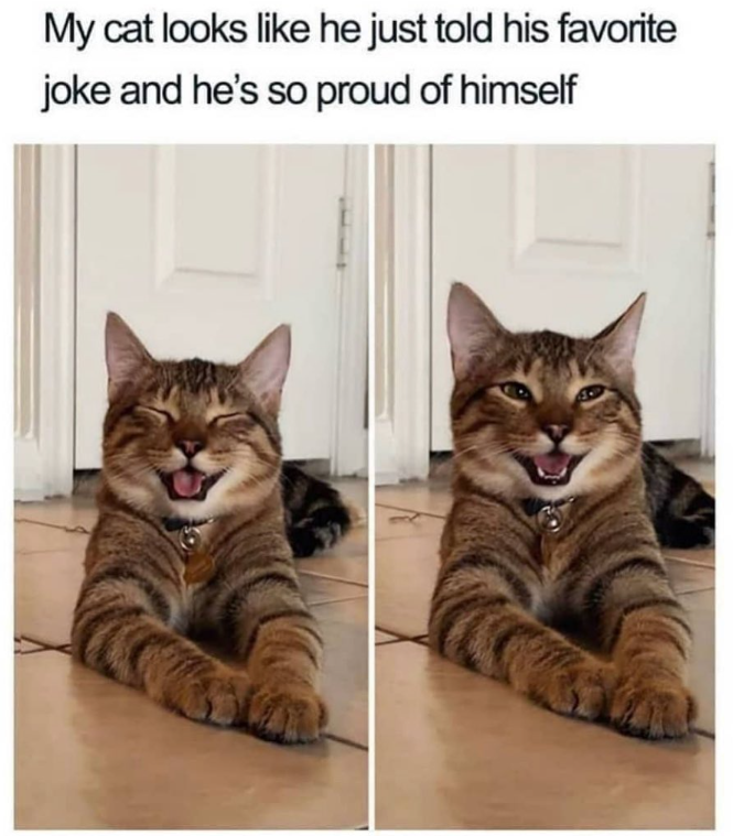 My cat looks like he just told his favorite joke and he's so proud of himself