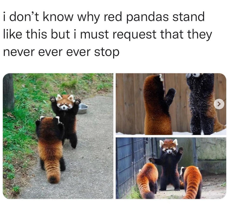 i don't know why red pandas stand like this but i must request that they never ever ever stop >
