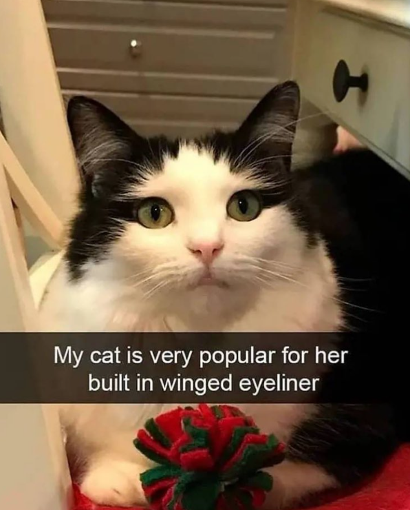 t My cat is very popular for her built in winged eyeliner