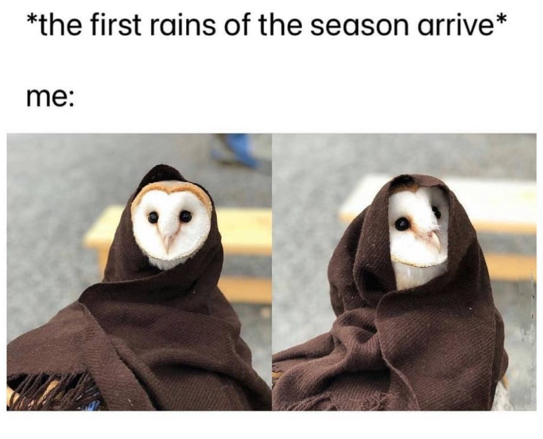 *the first rains of the season arrive* me: