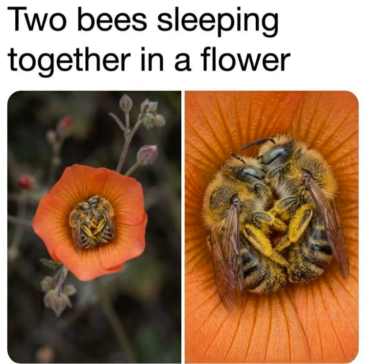 Two bees sleeping together in a flower