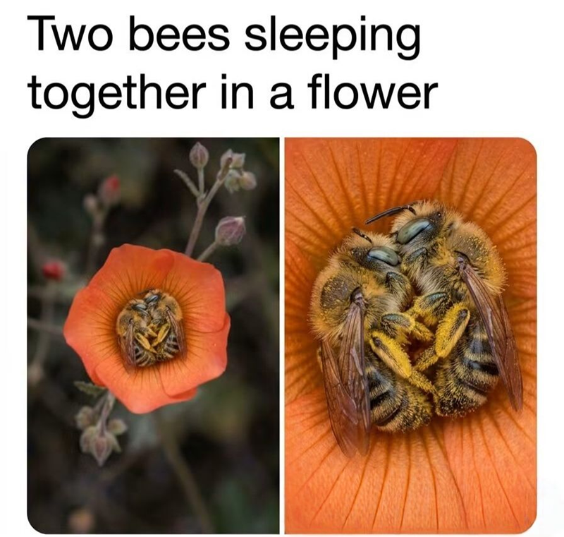 Two bees sleeping together in a flower