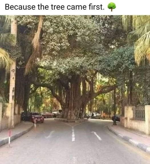 Because the tree came first.