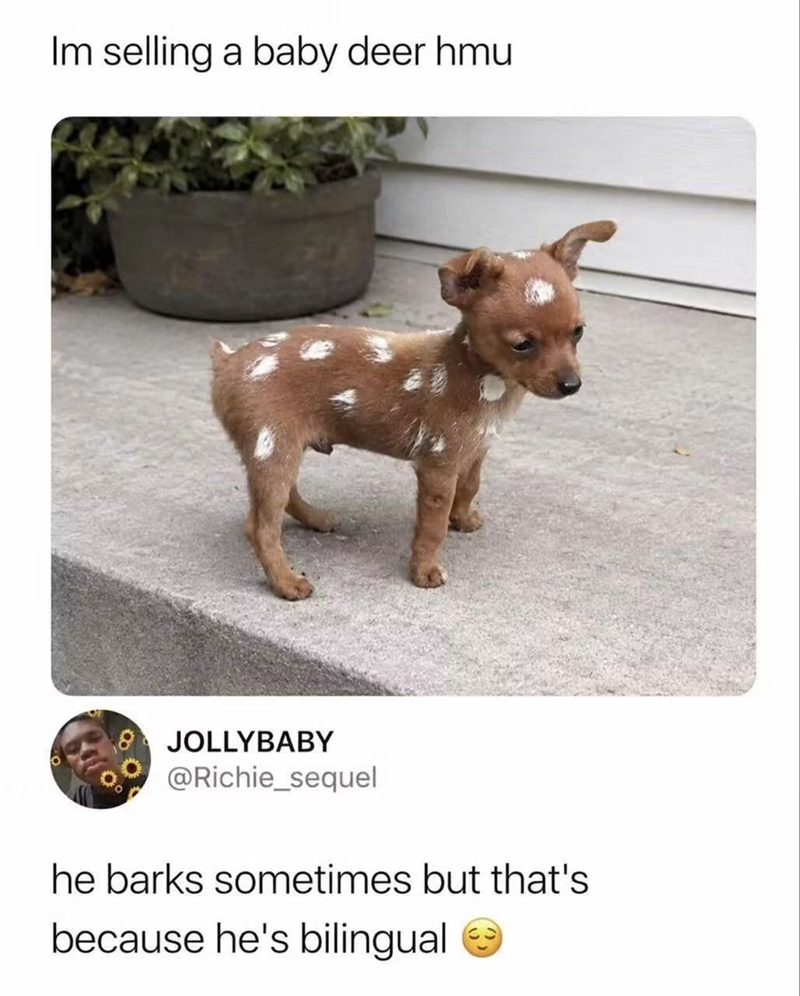 Im selling a baby deer hmu 8 JOLLYBABY @Richie_sequel he barks sometimes but that's because he's bilingual
