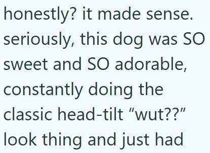 honestly? it made sense. seriously, this dog was SO sweet and SO adorable, constantly doing the classic head-tilt "wut??" look thing and just had
