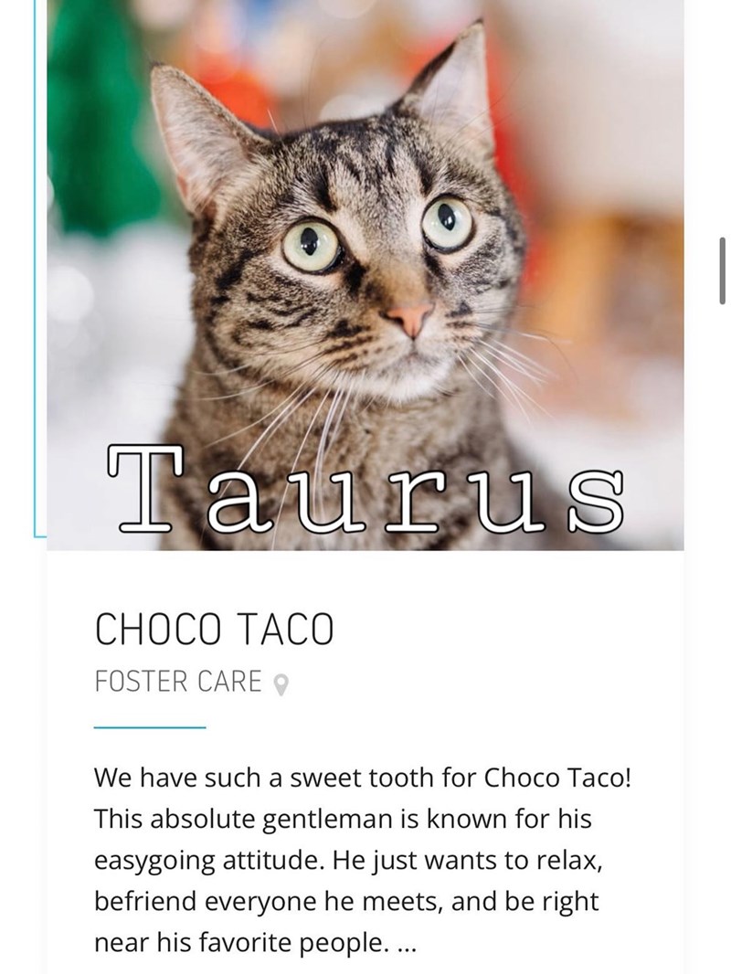 Taurus CHOCO TACO FOSTER CARE We have such a sweet tooth for Choco Taco! This absolute gentleman is known for his easygoing attitude. He just wants to relax, befriend everyone he meets, and be right near his favorite people....
