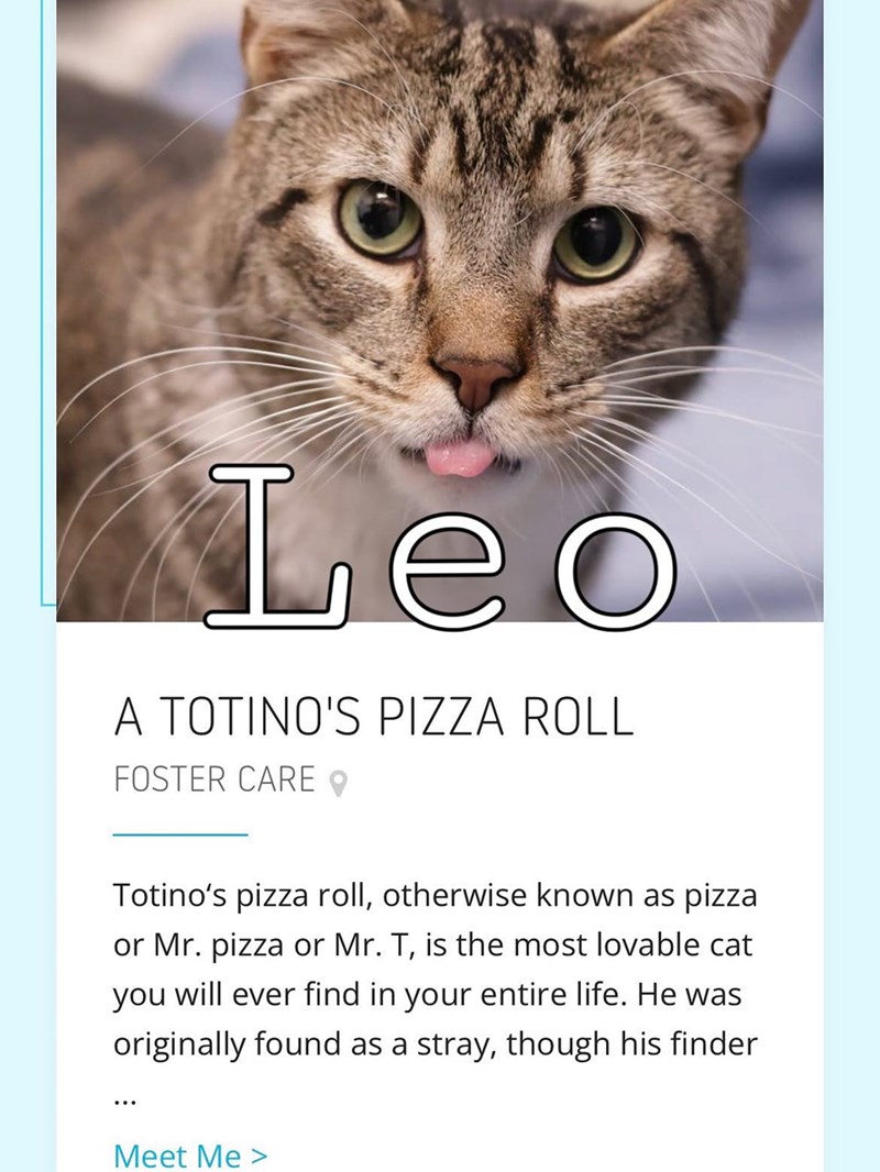 Leo A TOTINO'S PIZZA ROLL FOSTER CARE Totino's pizza roll, otherwise known as pizza or Mr. pizza or Mr. T, is the most lovable cat you will ever find in your entire life. He was originally found as a stray, though his finder Meet Me >