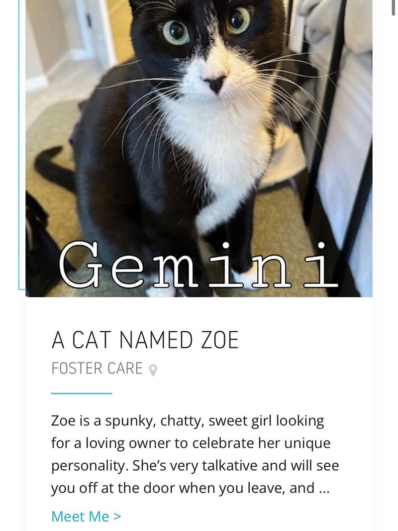 Gemini A CAT NAMED ZOE FOSTER CARE Zoe is a spunky, chatty, sweet girl looking for a loving owner to celebrate her unique personality. She's very talkative and will see you off at the door when you leave, and ... Meet Me >