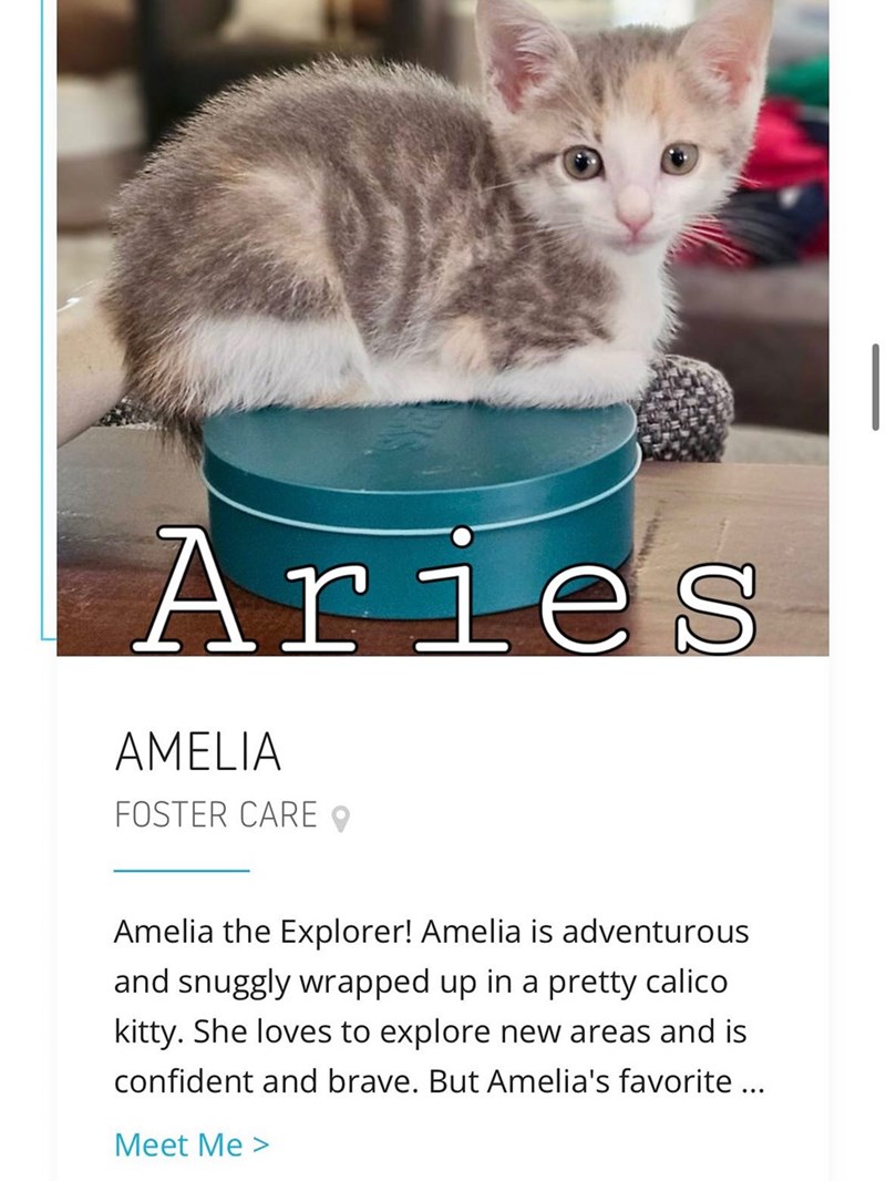 Aries AMELIA FOSTER CARE Amelia the Explorer! Amelia is adventurous and snuggly wrapped up in a pretty calico kitty. She loves to explore new areas and is confident and brave. But Amelia's favorite ... Meet Me >