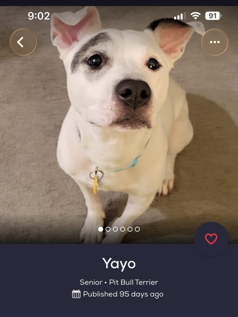 r 9:02 OOOOO Yayo Senior Pit Bull Terrier • Published 95 days ago 91